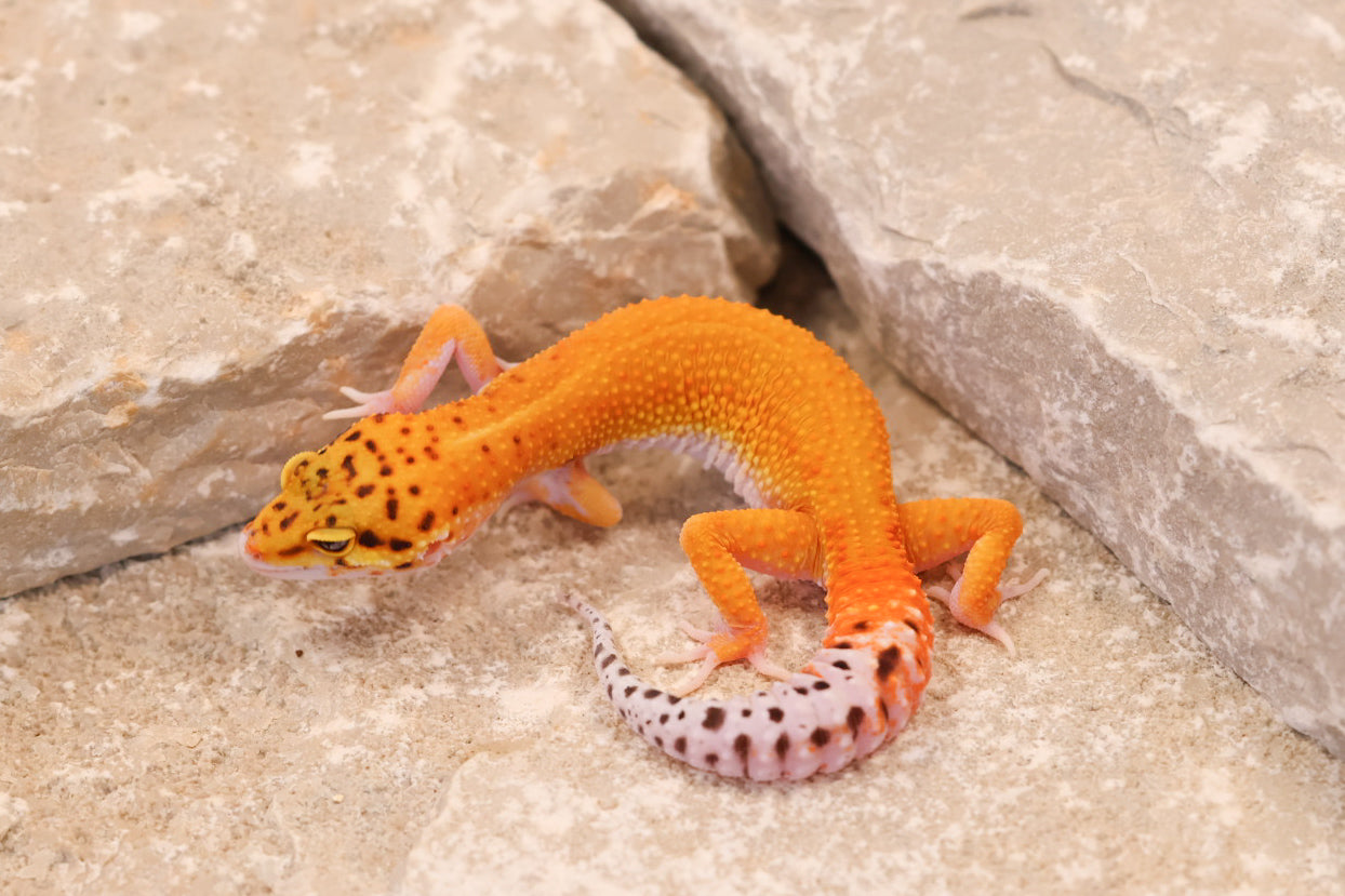 26-192 | Black Blood Cross Melanistic Tangerine Eclipse | Female