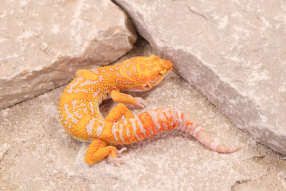 25-168 | Afghan Tangerine Tremper Albino het Eclipse  | Male