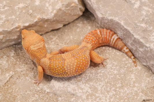 24-204 | Blue Amber Eye Rainwater Albino | Female