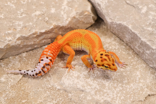 25-176 | B&M Line Emerine | Female