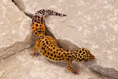 23-424 | Black Night/Red Diamond Melanistic Tangerine het Tremper Albino | Female