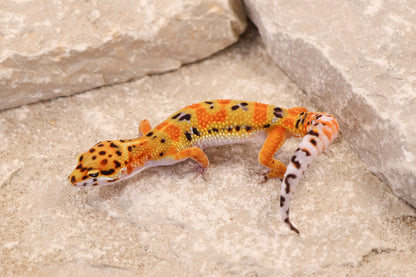 26-014 | Clown 66% het Tremper | Female