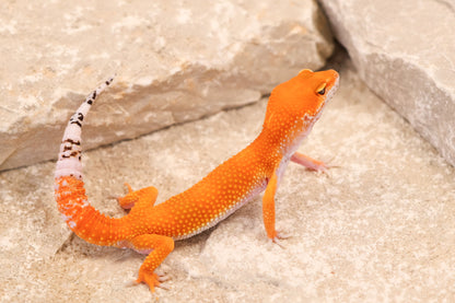 26-157 | Blood Tangerine het Tremper Albino | Male