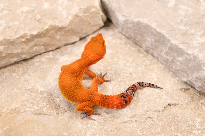 26-298 | Blood/Red Diamond Tangerine het Tremper Albino | Female