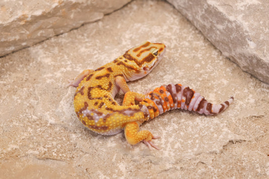 25-094 | Red Diamond Cross Desert Bold | Female