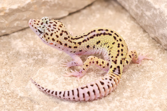 25-156 | Rainbow Stripe Cross Gem Snow Eclipse | Male