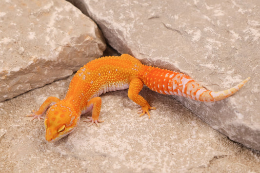 25-020 | Red Diamond/Tangelo Tangerine Tremper Albino | Female