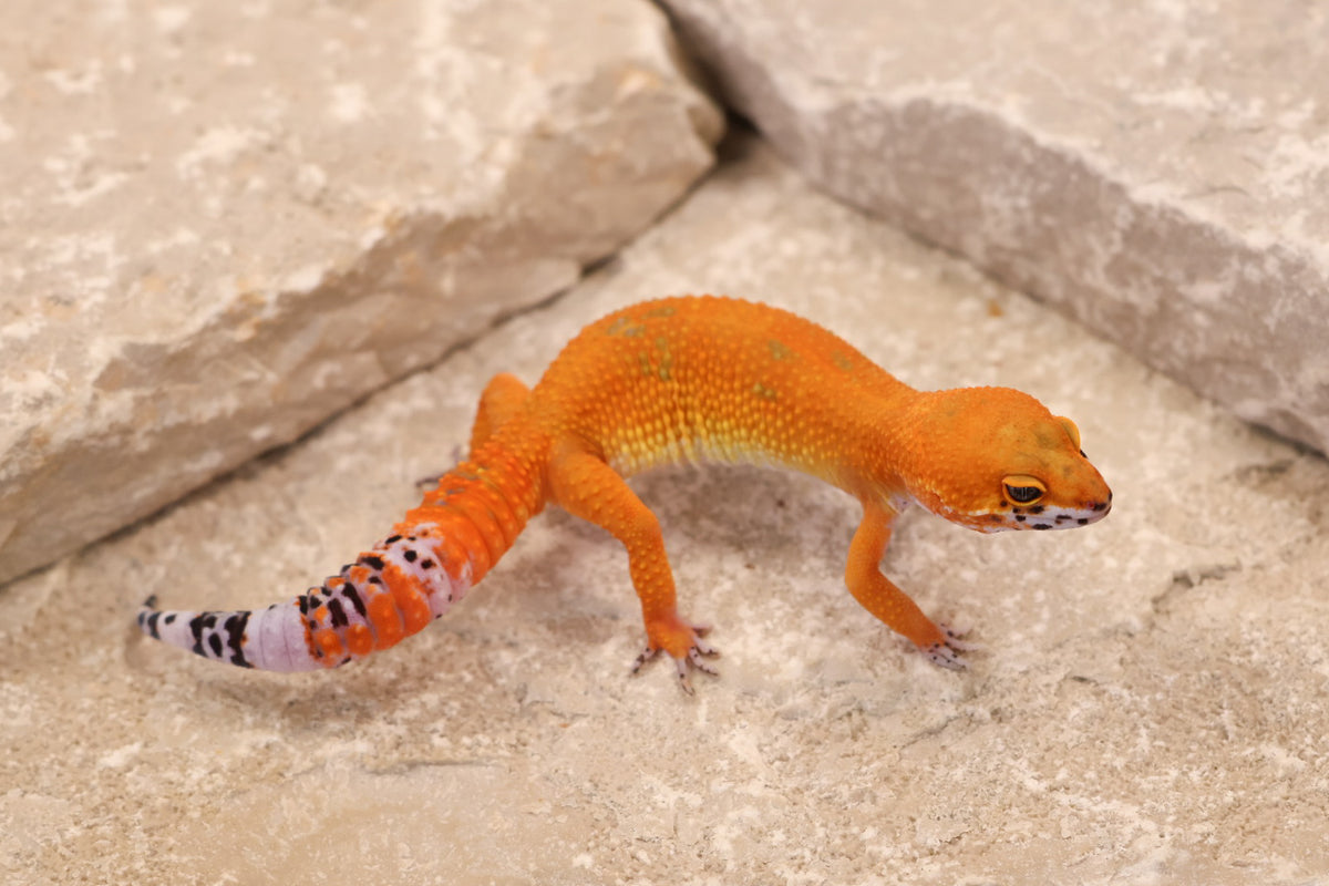 26-348 | Blood/Purple Head Tangerine | Female