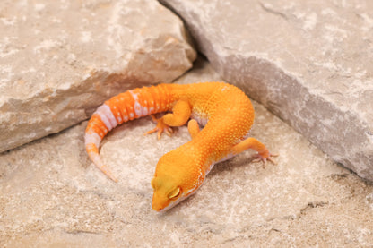 26-051 | Tremper Sunglow | Female