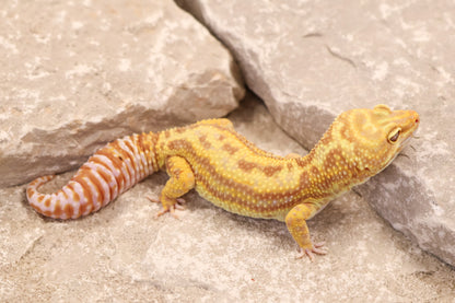 22-625 | Striped Gem Snow Rainwater Albino | Male