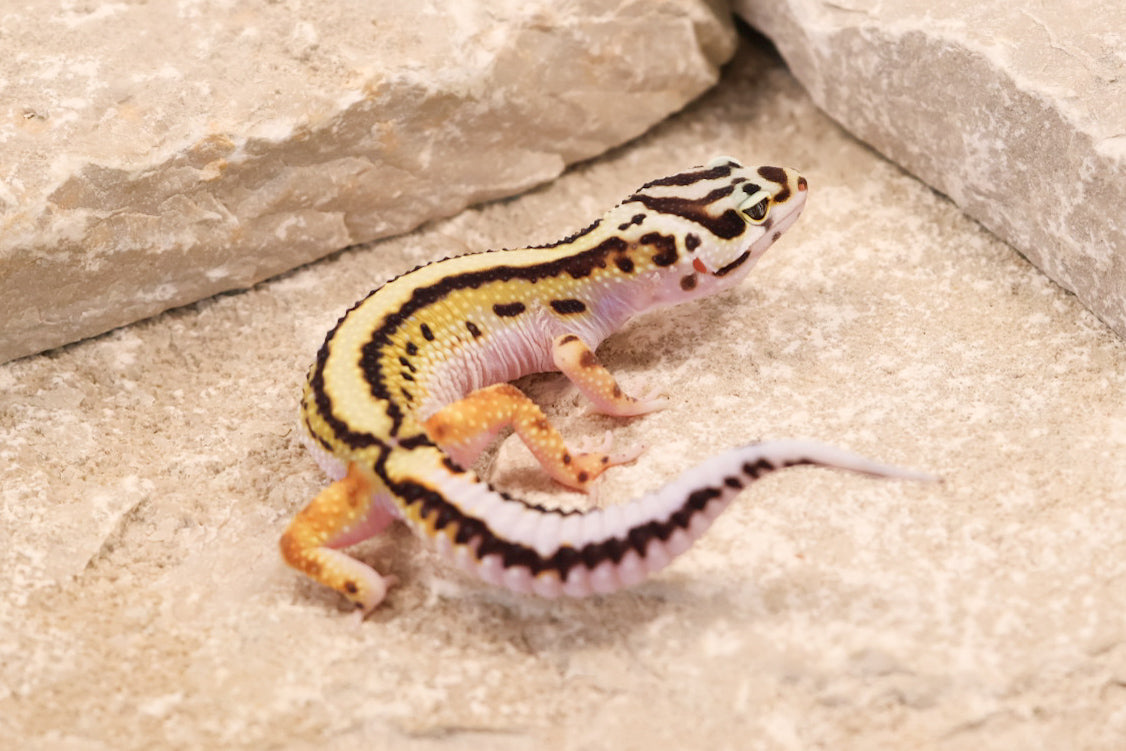 26-183 | Bold Stripe Non Het | Female