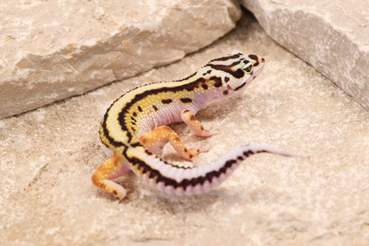 26-183 | Bold Stripe Non Het | Female