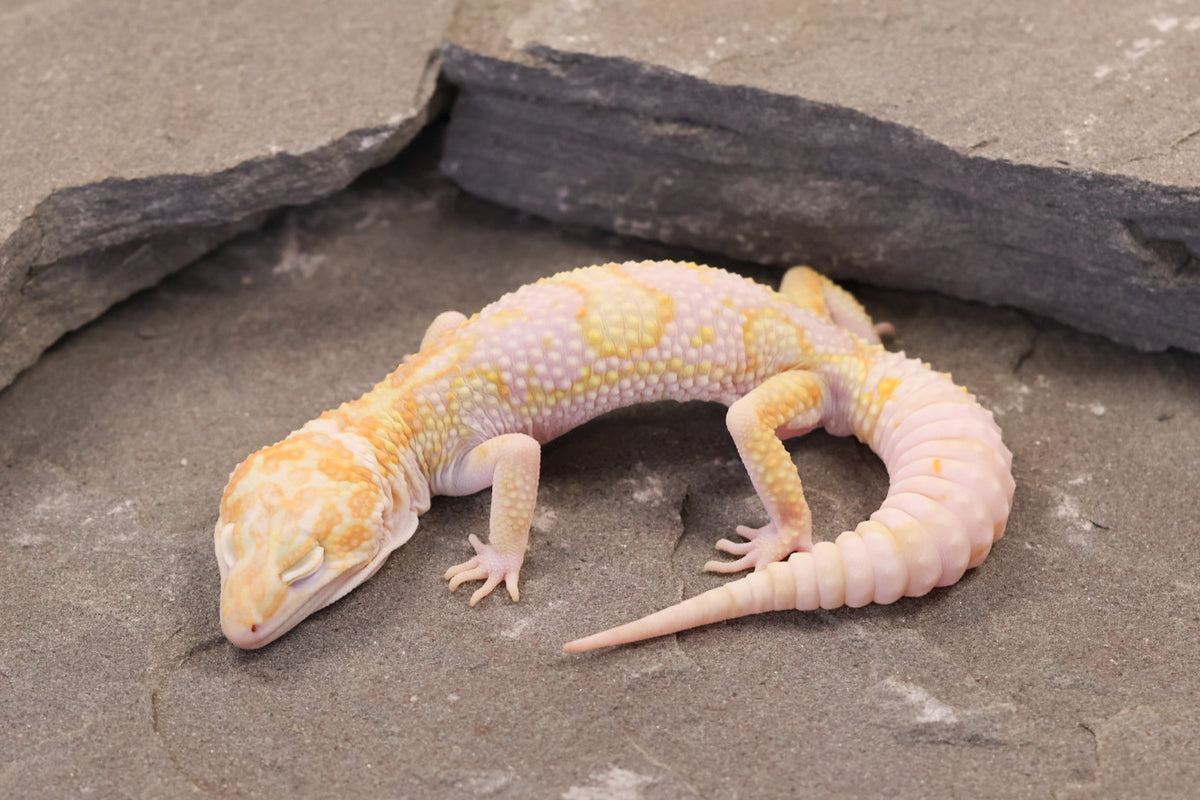 26-012 | Montanus Line Tremper Albino het Eclipse | Male