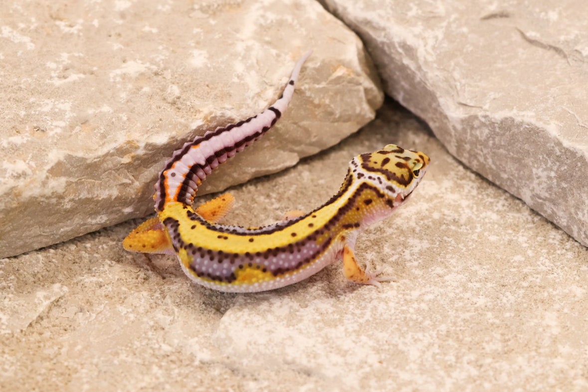 26-271 | Lavender Stripe Tangerine | Male