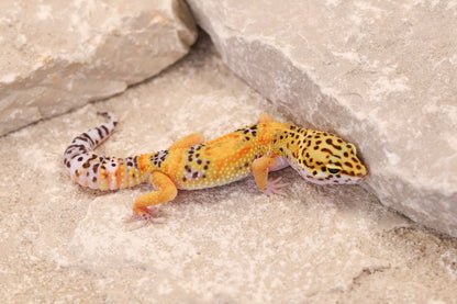 26-032 | Tangerine het Murphy's Patternless | Female