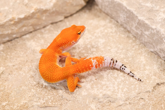 26-157 | Blood Tangerine het Tremper Albino | Male