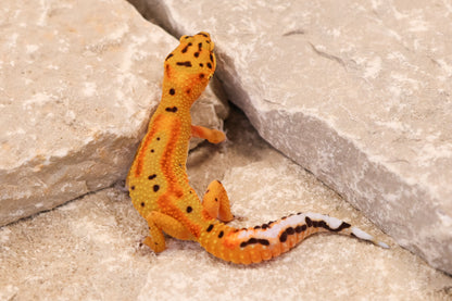 26-079 | Clown 66% het Tremper Albino | Female