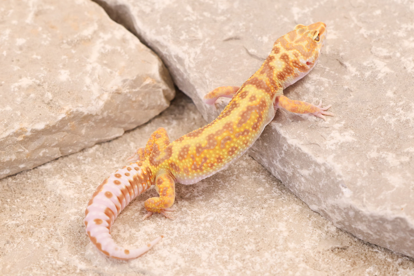 25-193 | Gem Snow Rainwater Albino | Female