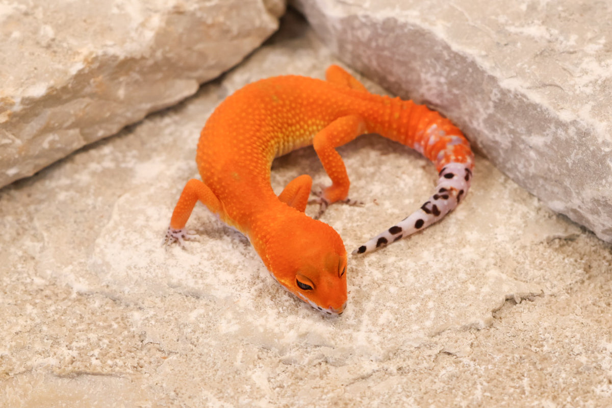 26-147 | Tangerine | Female