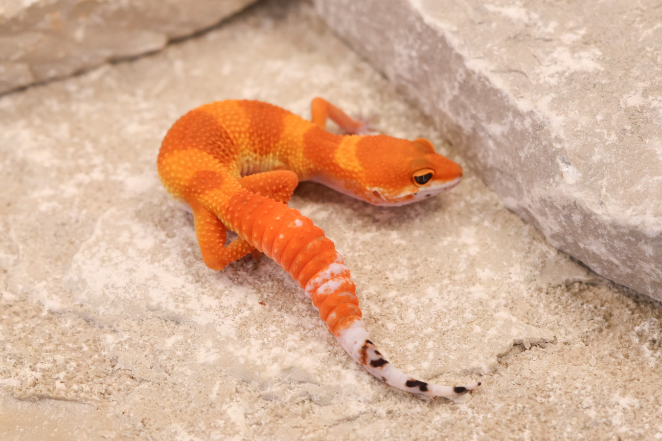 26-111 | Tangerine | Female
