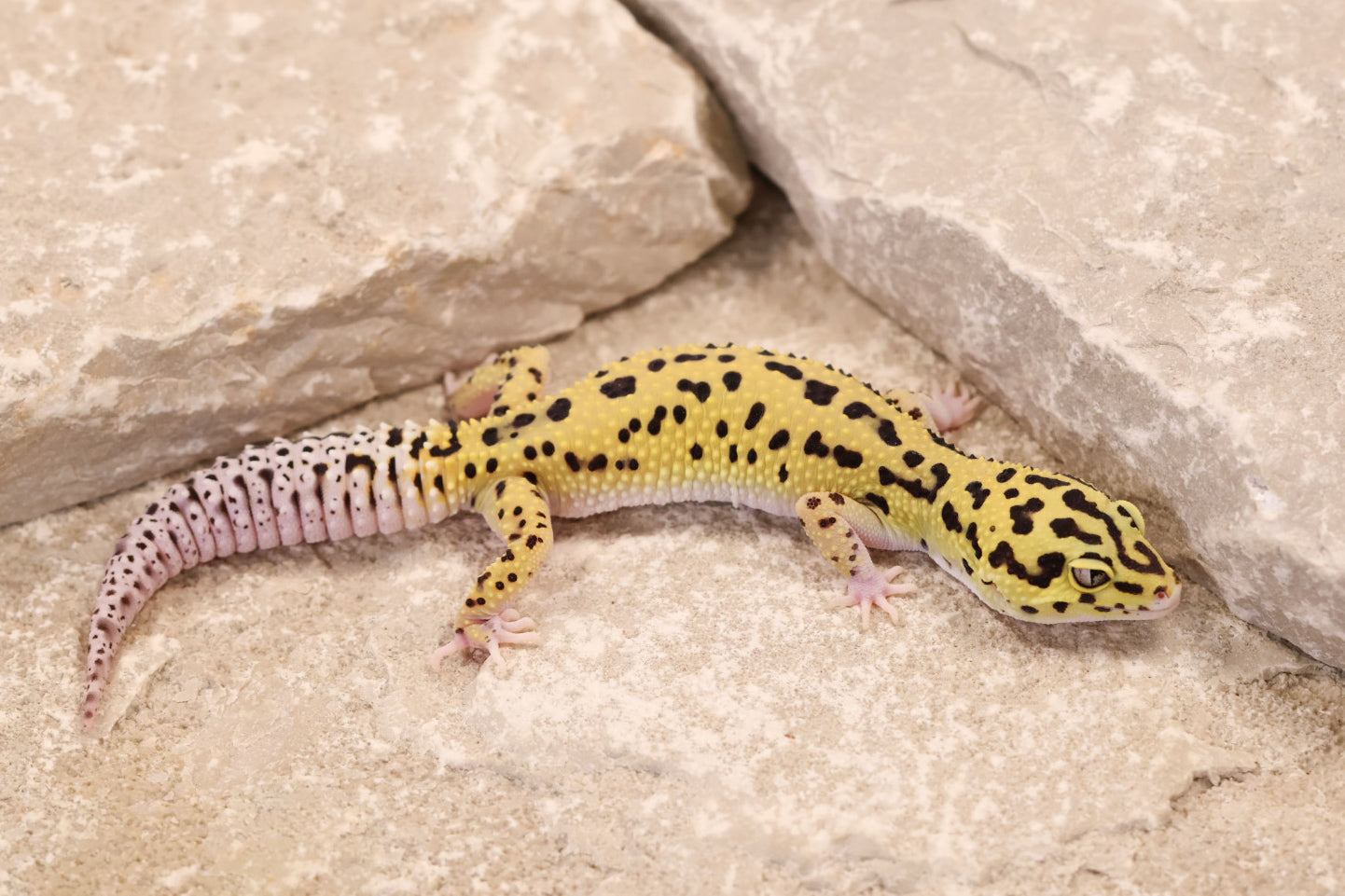 25-125 | Bold Eclipse | Female