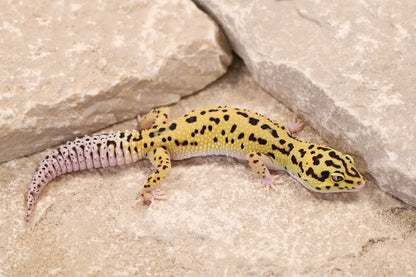 25-125 | Bold Eclipse | Female
