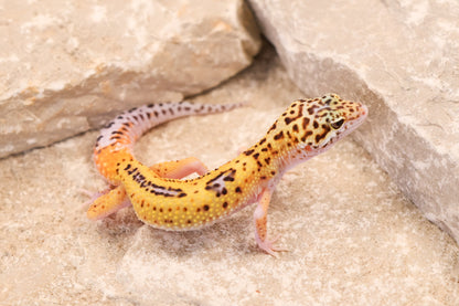 26-144 | Rainbow Eclipse | Female
