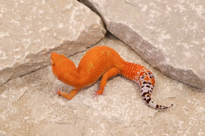 24-138 | Tangerine | Female