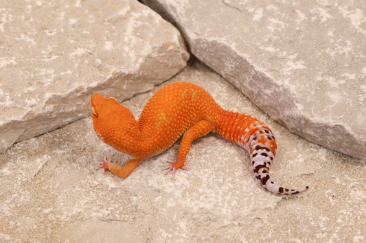 24-138 | Tangerine | Female