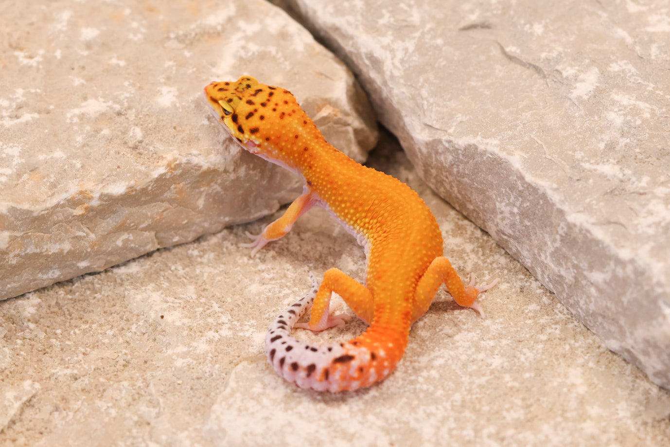 26-192 | Black Blood Cross Melanistic Tangerine Eclipse | Female