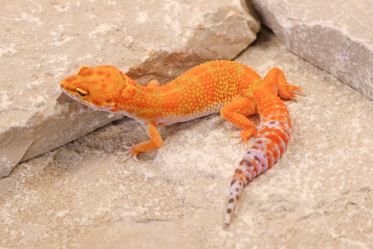 26-092 | Hot Gecko/Inferno Tangerine 66% het Rainwater Albino | Female