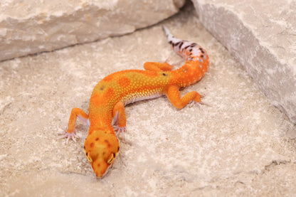 26-097 | Clown/Electric Inferno Tangerine | Female