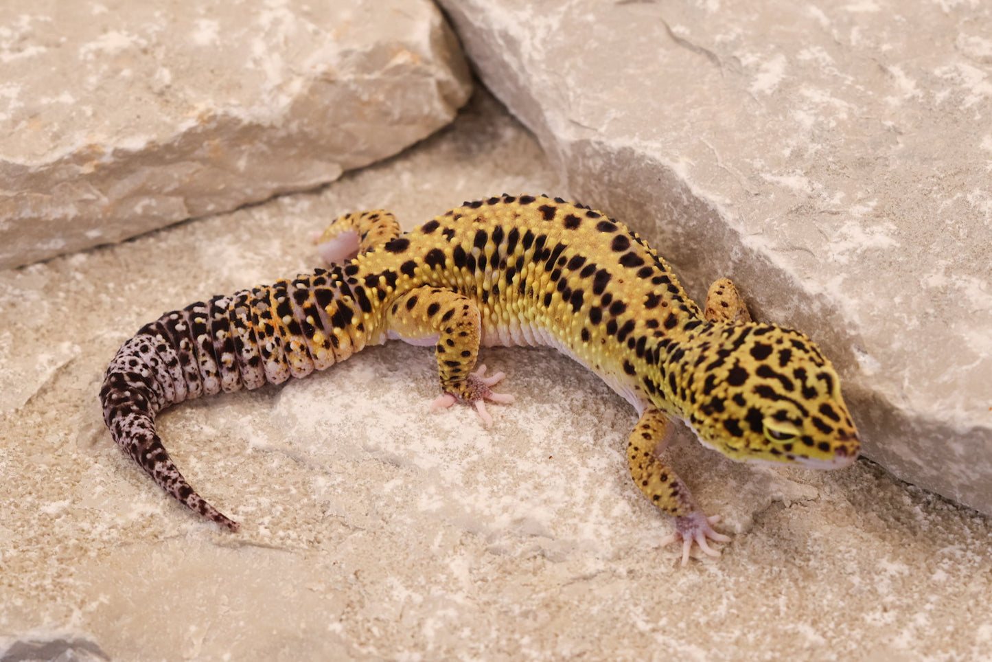 22-247 | Bold Stripe Eclipse | Male