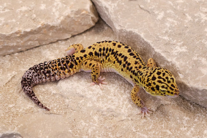 22-247 | Bold Stripe Eclipse | Male