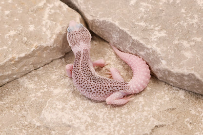25-025 | Pied Galaxy | Female