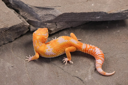 26-082 | Original Clown Line Tremper Albino | Female