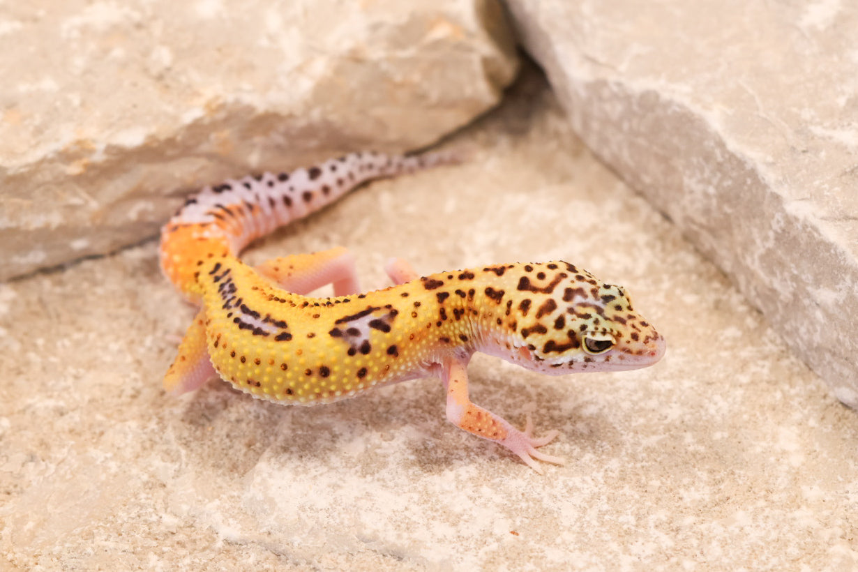 26-144 | Rainbow Eclipse | Female