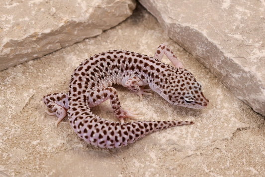 24-174 | Super Snow 66% het Cipher | Male