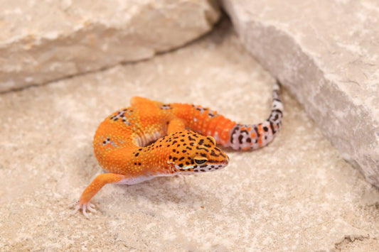 26-146 | Purple Head Tangerine | Female
