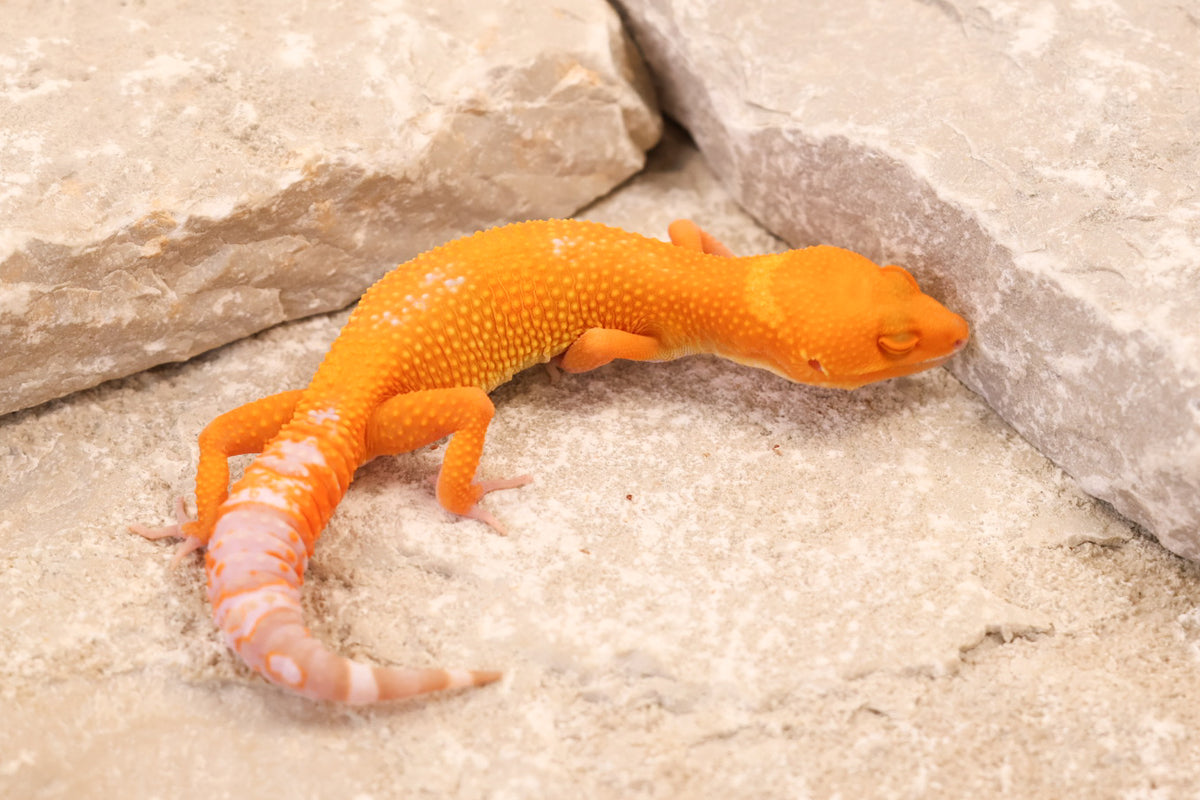 26-332 | BNMT/Blood Emerine Melanistic Tangerine Tremper Albino | Female