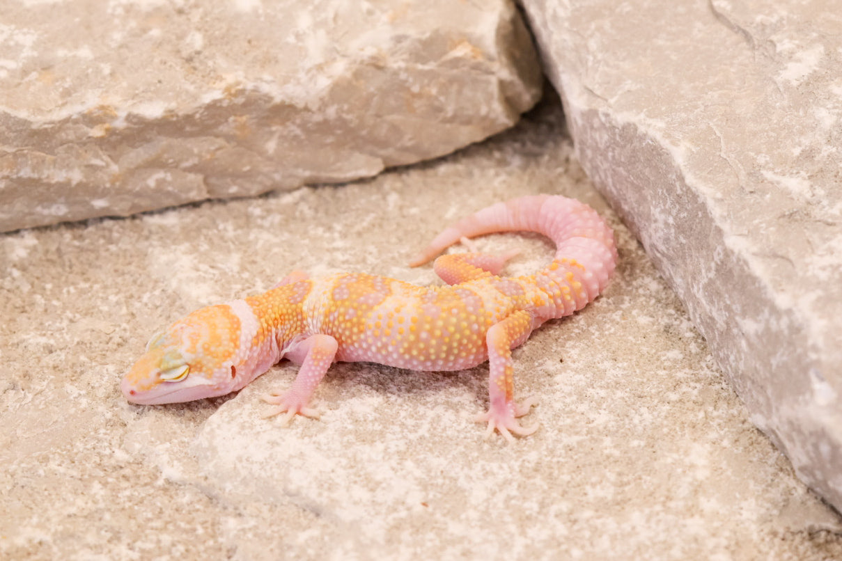 26-081 Mack Snow Raptor het Murphy's Patternless | Female