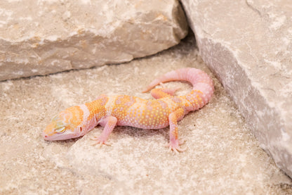 26-081 Mack Snow Raptor het Murphy's Patternless | Female