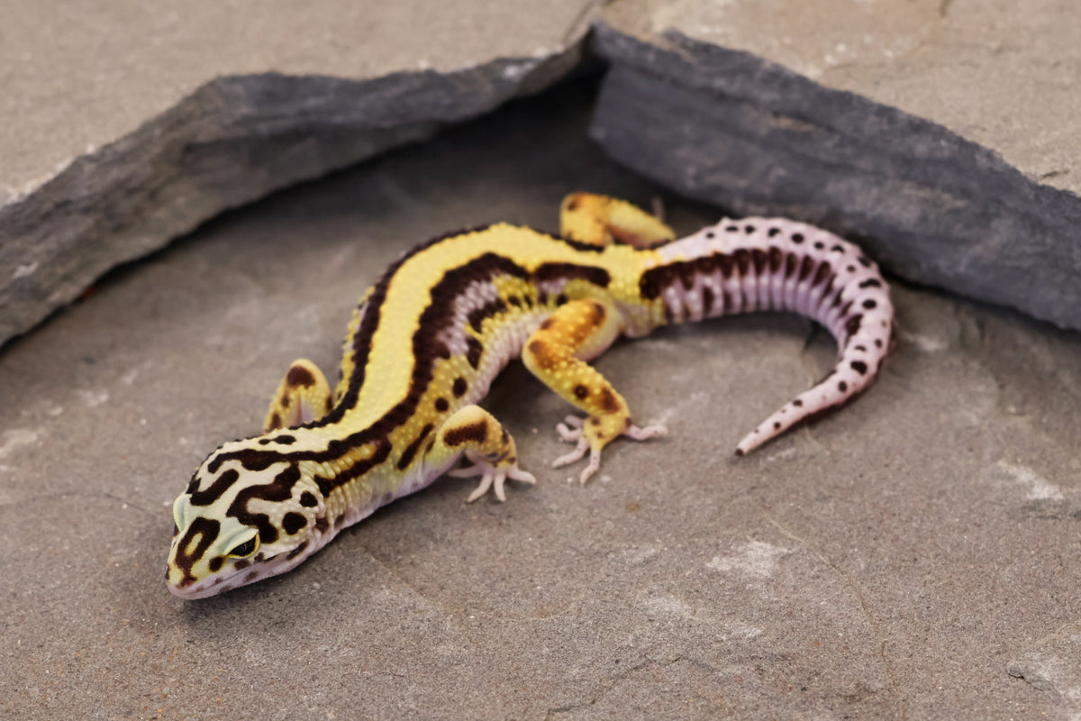 26-153 | Bold Stripe Bandit Non Het | Male