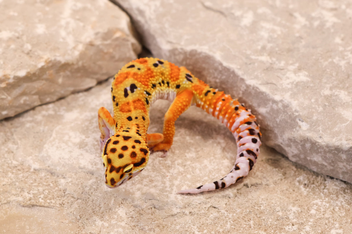 26-014 | Clown 66% het Tremper Albino | Female