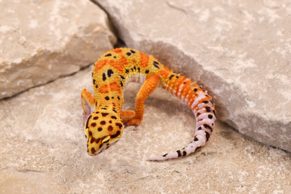 26-014 | Clown 66% het Tremper Albino | Female