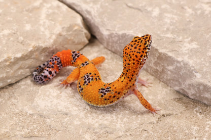 26-343 | Purple Head Tangerine | Female