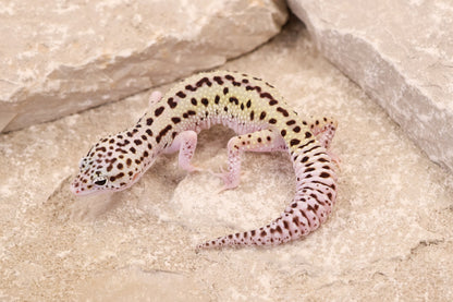 25-126 | Rainbow Stripe Cross Gem Snow Eclipse | Female