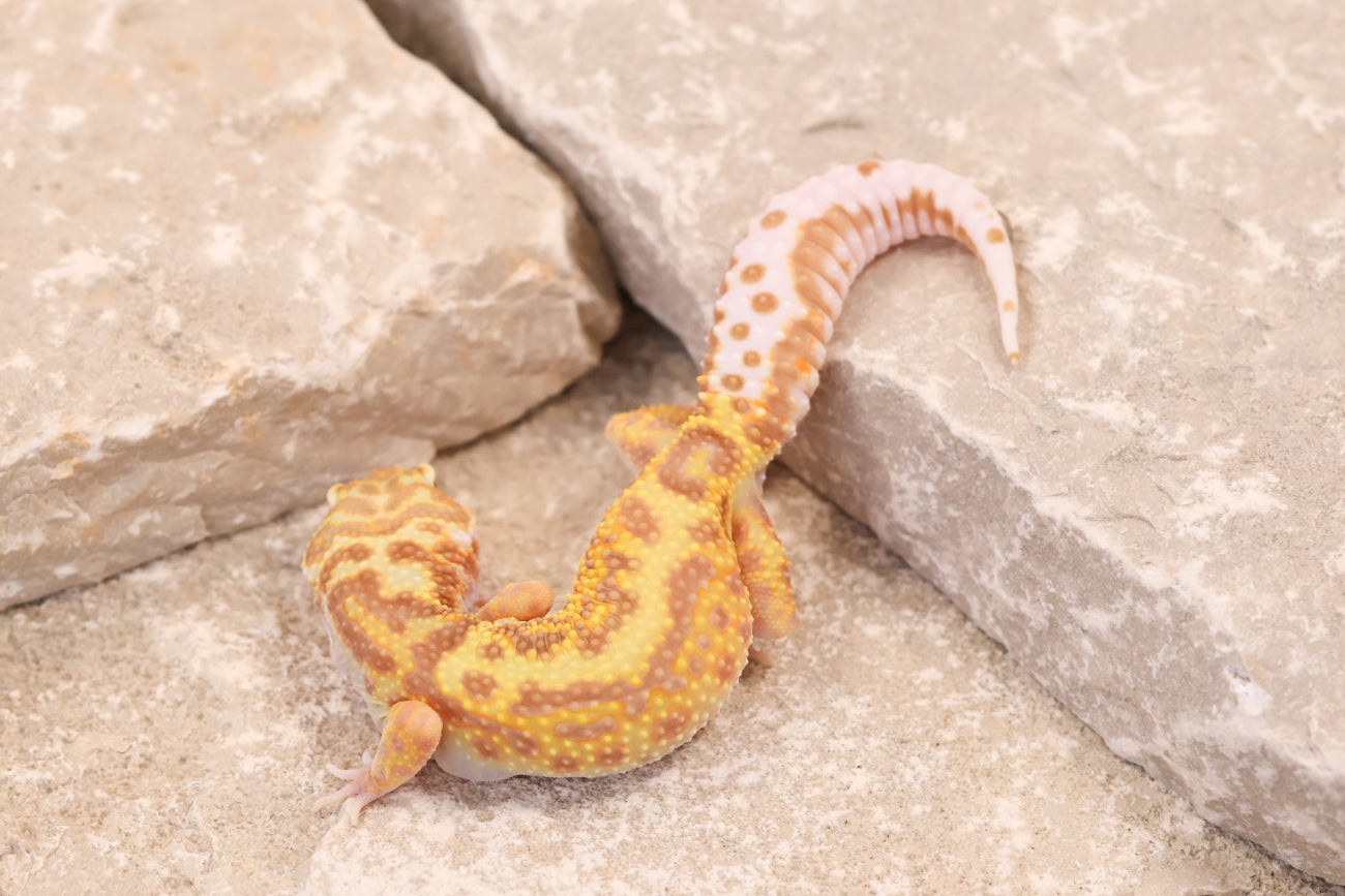 25-193 | Gem Snow Rainwater Albino | Female