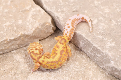 25-193 | Gem Snow Rainwater Albino | Female