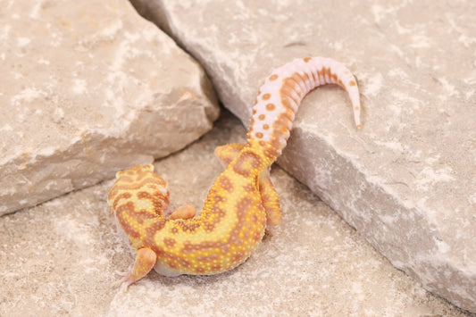 25-193 | Gem Snow Rainwater Albino | Female